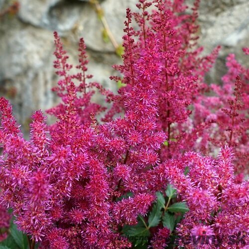 Astilbe ‘Vision Vulcano‘, výška 30/+ cm, v črepníku 3l Astilbe ‘Vision Vulcano‘