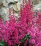 Astilbe ‘Vision Vulcano‘, výška 30/+ cm, v črepníku 3l Astilbe ‘Vision Vulcano‘