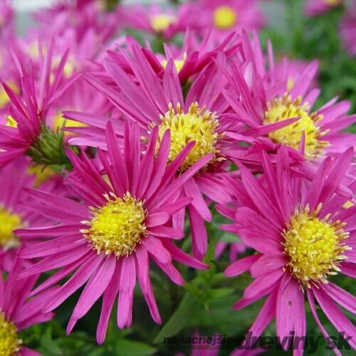 Astra alpínska Bahamas, výška 20/+cm, v črepníku 2L Aster Alpinus Bahamas