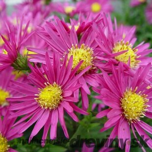 Astra alpínska Bahamas, výška 20/+cm, v črepníku 2L Aster Alpinus Bahamas