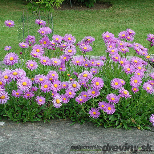 Astra alpínska Happy End, v črepníku 3l Aster Alpinus Happy End