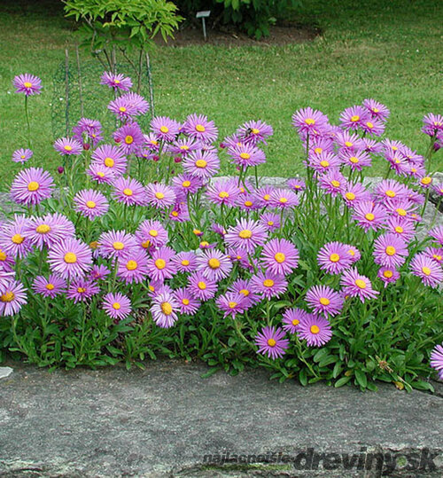 Astra alpínska Happy End, v črepníku 3l Aster Alpinus Happy End