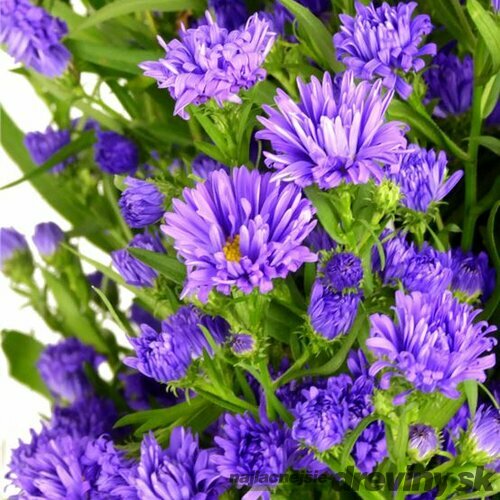 Astra alpínska ‘Milka‘, výška 20/+ cm, v črepníku 2l Aster ‘Milka‘