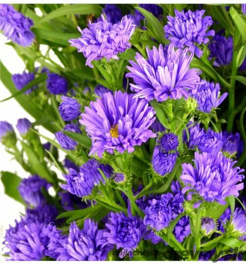 Astra alpínska ‘Milka‘, výška 20/+ cm, v črepníku 2l Aster ‘Milka‘