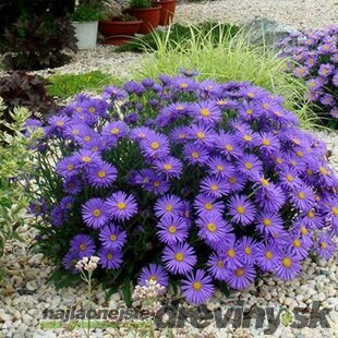 Astra alpínska “SAMOA” v črepníku 2L výška 20/40cm Aster alpinus SAMOA