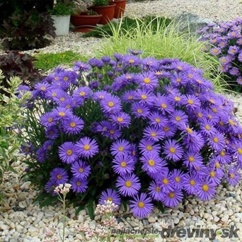 Astra alpínska “SAMOA” v črepníku 2L výška 20/40cm Aster alpinus SAMOA