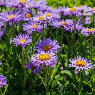 Astra alpínska “Violet“, výška 20/40cm, v črepníku 2L Aster alpinus Violet