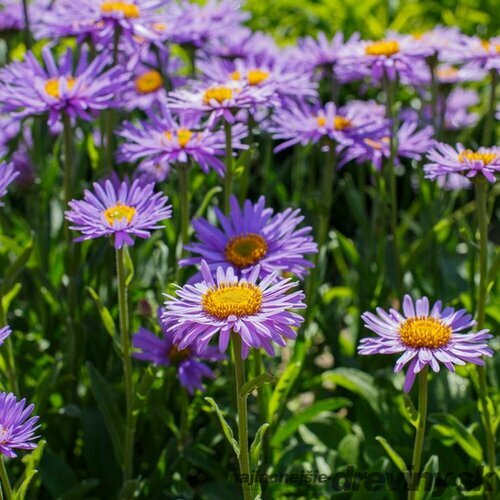 Astra alpínska “Violet“, výška 20/40cm, v črepníku 2L Aster alpinus Violet