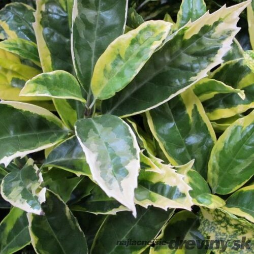 Aukuba japonská Variegata 25/35 cm, v črepníku Aucuba japonica Variegata