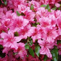 Azalka japonská ‘Chippewa‘, výška 20/+ cm, v črepníku Azalea japonica ‘Chippewa‘