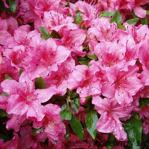 Azalka japonská ‘Chippewa‘, výška 20/+ cm, v črepníku Azalea japonica ‘Chippewa‘