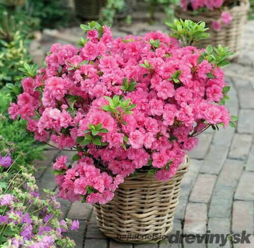 Azalka japonská Hachbabu, výška 20/+ cm, v črepníku Azalea japonica ‘Hachbabu‘