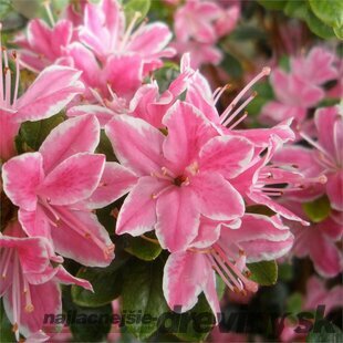 Azalka japonská Kermesina- ružová, v črepníku,20/25 cm Azalea japonica Kermesina