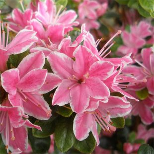 Azalka japonská Kermesina- ružová, v črepníku,20/25 cm Azalea japonica Kermesina