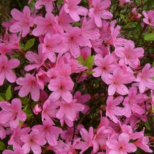 Azalka japonská ružová, v črepníku Azalea japonica