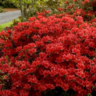 Azalka japonská XL, výška 80/100 cm, v črepníku Azalea japonica