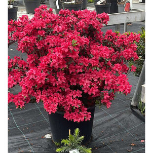 Azalka japonská XXL, výška 90/110 cm, v črepníku Azalea japonica