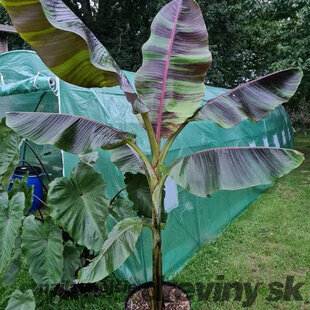 Banánovník himálajský RED TIGER v črepníku, výška 40/60 cm Musa sikkimensis RED TIGER