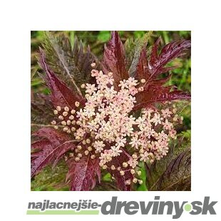 Baza čierna Serenade, výška 30/+ cm, v črepníku 3l Sambucus nigra Serenade