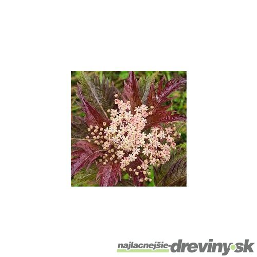 Baza čierna Serenade, výška 30/+ cm, v črepníku 3l Sambucus nigra Serenade