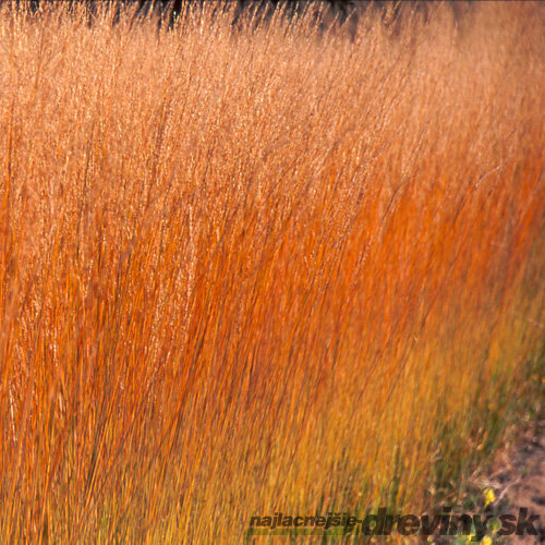 Bezkolenec belasý ‘Heidebraut‘ 25/35 v črepníku 2l Molinia caerulea ‘Heidebraut‘