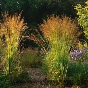 Bezkolenec rákosovitý ‘Fontaine‘ 30/40 cm v črepníku 2l Molinia arundinacea ‘Fontaine‘