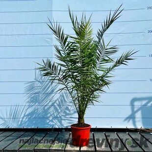 BLACK FRIDAY Ďatlovník kanársky, výška 120/140 cm, v črepníku Phoenix canariensis