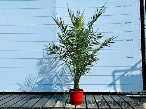 BLACK FRIDAY Ďatlovník kanársky, výška 120/140 cm, v črepníku Phoenix canariensis