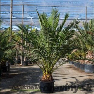 BLACK FRIDAY Ďatlovník kanársky, výška 80/100 cm, v črepníku Phoenix canariensis