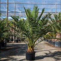 BLACK FRIDAY Ďatlovník kanársky, výška 80/100 cm, v črepníku Phoenix canariensis