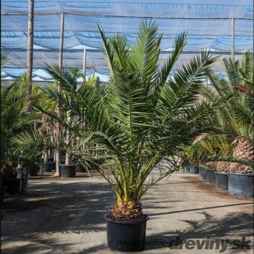 BLACK FRIDAY Ďatlovník kanársky, výška 80/100 cm, v črepníku Phoenix canariensis