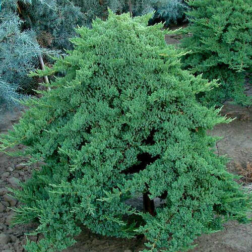 Borievka poliehavá Nana, 20/30 cm, v črepníku Juniperus procumbens Nana