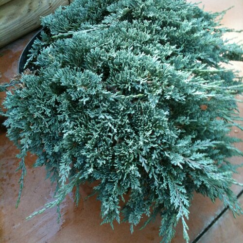 Borievka rozprestretá Blue Chip, výška 20/40cm, v črepníku 3 litre Juniperus horizontalis Blue Chip