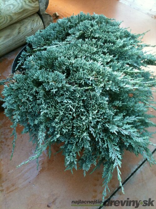 Borievka rozprestretá Blue Chip, výška 20/40cm, v črepníku 3 litre Juniperus horizontalis Blue Chip