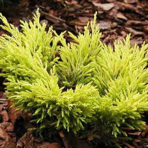 Borievka rozprestretá Lime Glow, 20/30 cm v črepníku Juniperus horizontalis Lime Glow