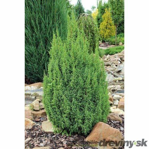 Borievka šupinatá Suecica, v črepníku 20/30 cm Juniperus squamata Suecica