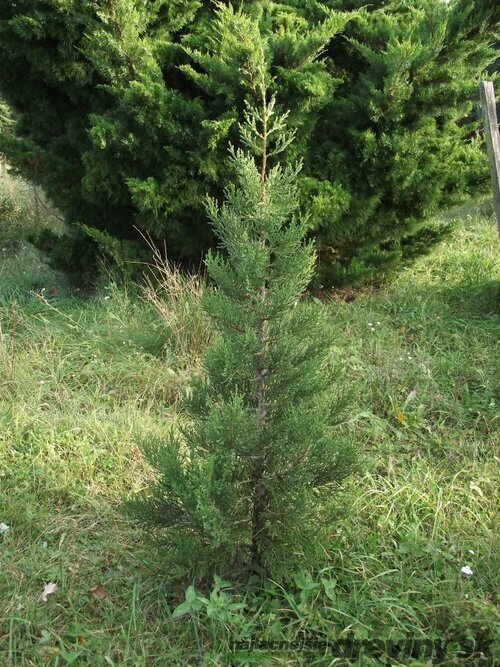 Borievka voňavá ( Juniperus Phoetidissima)