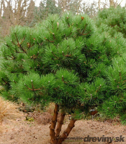 Borovica čierna 40/60 cm, v črepníku 3l Pinus nigra