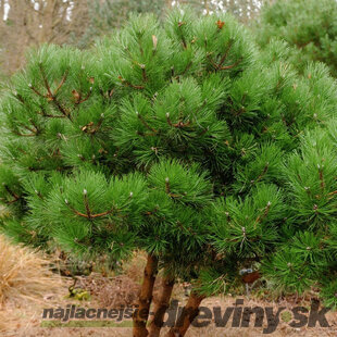 Borovica čierna 40/60 cm, v črepníku 3l Pinus nigra