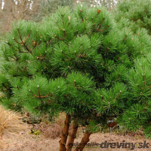 Borovica čierna 40/60 cm, v črepníku 3l Pinus nigra