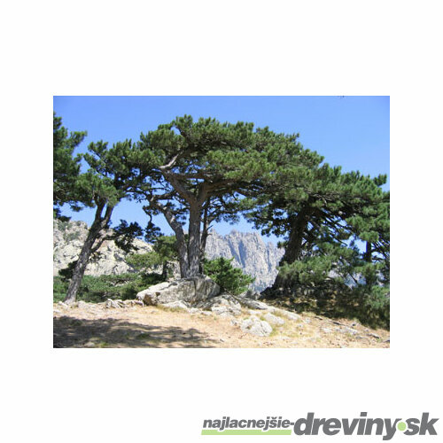 Borovica čierna 60/80 cm, v črepníku 5l Pinus Nigra