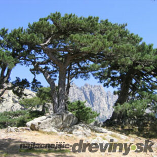 Borovica čierna 60/80 cm, v črepníku 5l Pinus Nigra