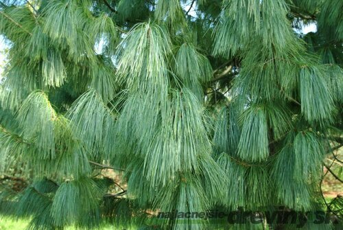 Borovica himalájska 25/35 cm, v črepníku 3l Pinus Wallichiana