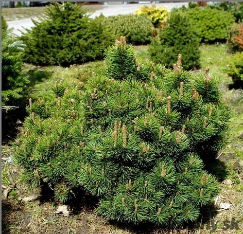 Borovica horská Picobello, 20-30cm, v črepníku Pinus mugo Picobello