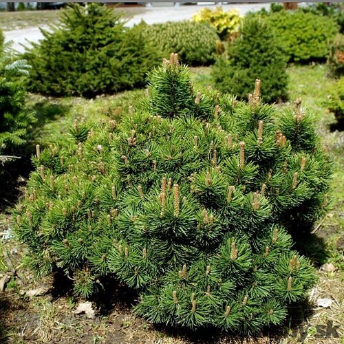 Borovica horská Picobello, 20-30cm, v črepníku Pinus mugo Picobello