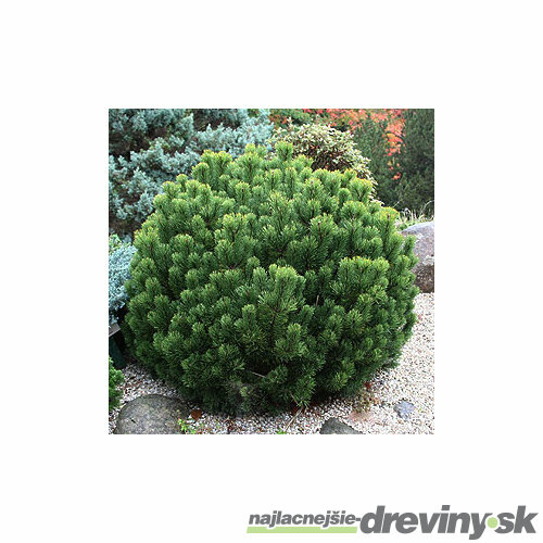 Borovica horská Pumilio (kosodrevina), výška 20/35 cm, v črepníku 5l Pinus Mugo Pomilio