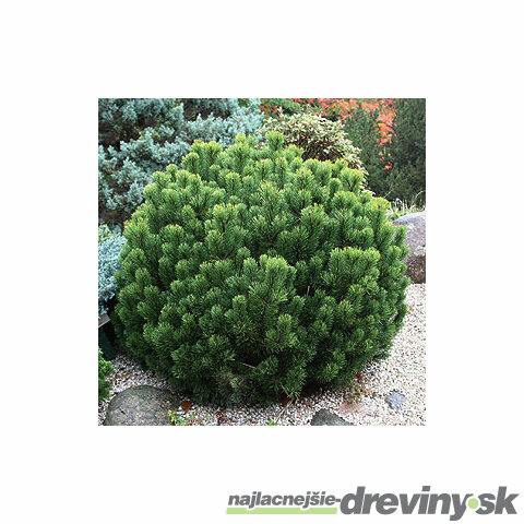 Borovica horská Pumilio (kosodrevina), výška 20/35 cm, v črepníku 5l Pinus Mugo Pomilio