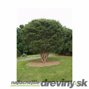 Borovica hustokvetá 90/110  cm, v črepníku 5l Pinus densiflora