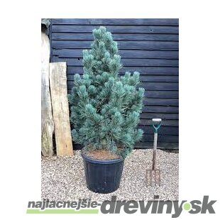 Borovica limbová Glauca 20/30 cm, v črepníku 3l Pinus cembra