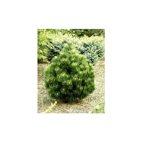 Borovica pancierová Compact Gem, výška 70/80 cm, v črepníku 7,5l Pinus heldreichii Compact Gem